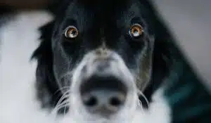 Is Pork Good for Dogs? Debunking Myths and Exploring the Benefits