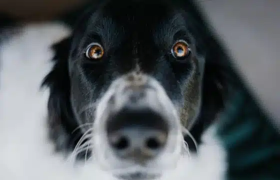 Is Pork Good for Dogs? Debunking Myths and Exploring the Benefits