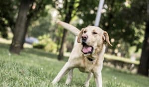 Could This Be the Reason Your Reactive Dog Is Still Struggling?