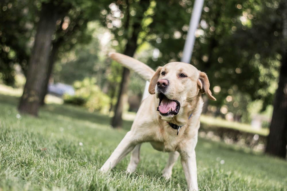 Could This Be the Reason Your Reactive Dog Is Still Struggling?