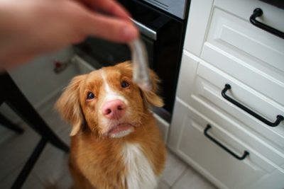 feeding dogs variety