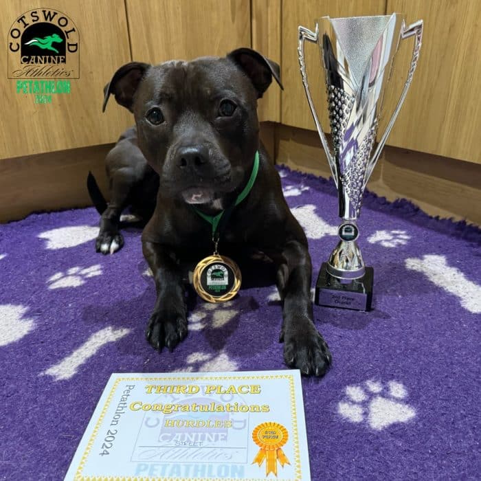 Staffordshire Bull Terrier with trophy and medal at Cotswold Canine Pentathlon.