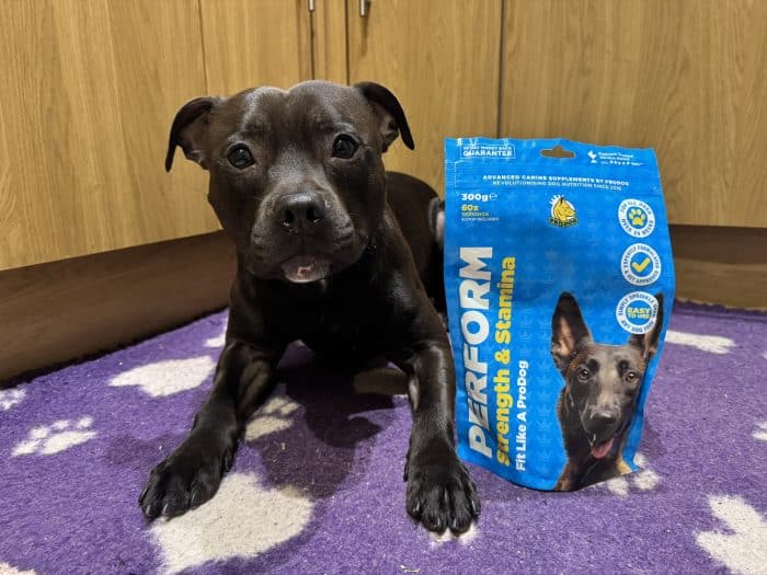 Staffordshire Bull Terrier with Perform dog supplement.