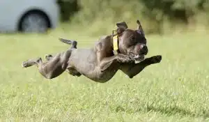 Fuel for Winners: The Nutritional Secret Behind a Canine Champion