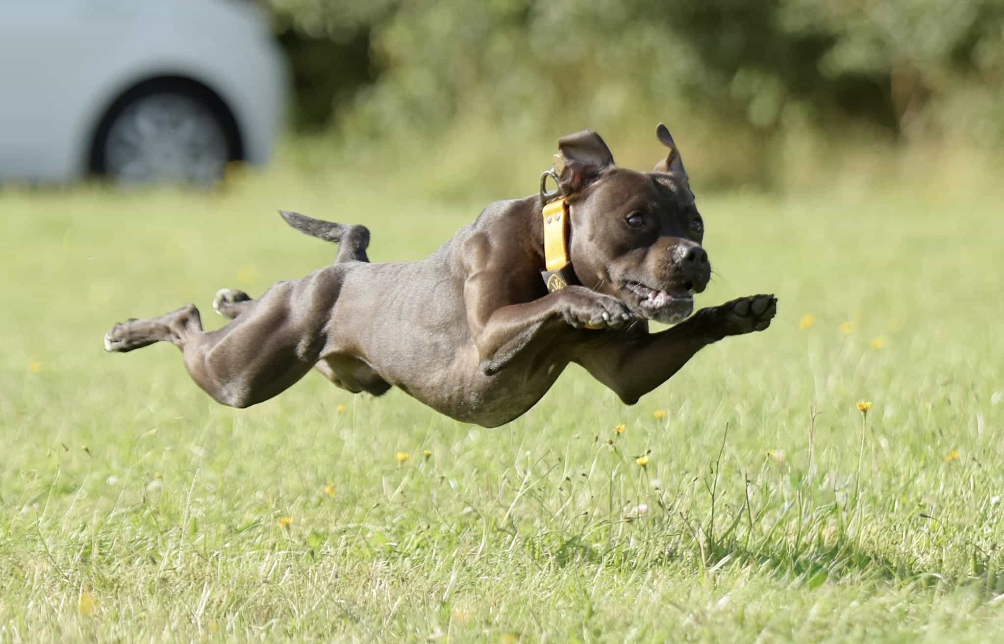 Fuel for Winners: The Nutritional Secret Behind a Canine Champion