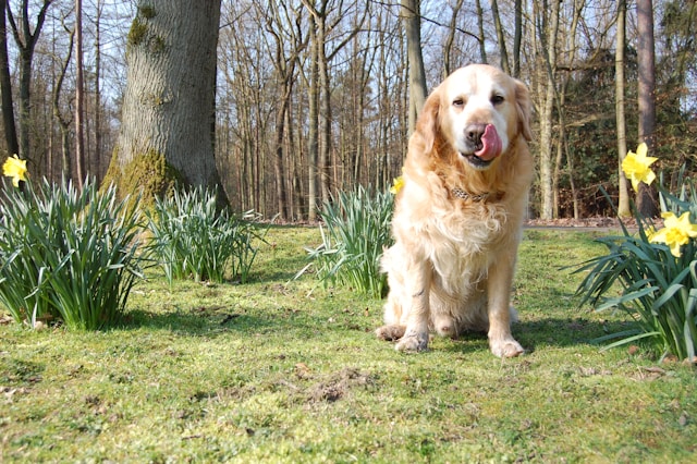 Golden retriever in springtime