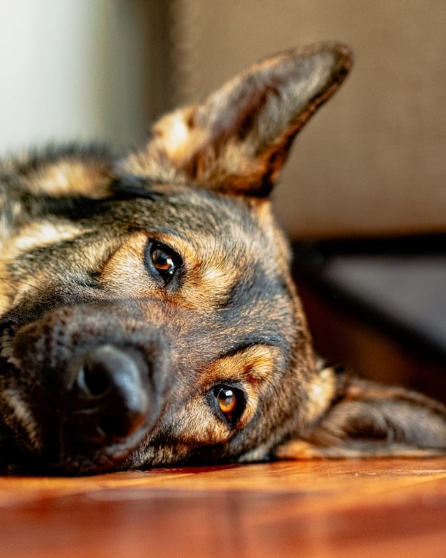 German shepherd lying down with a bout of squits