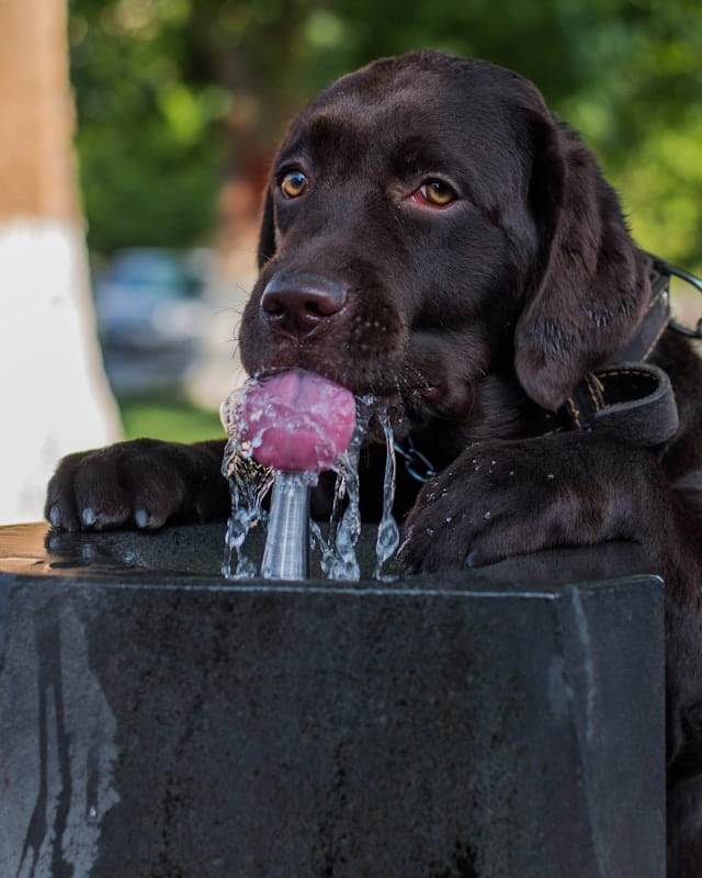 Dog keeping hydrated by drinking from a fountain.