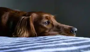 What to do When Your Dog has Diarrhoea: Causes and Remedies