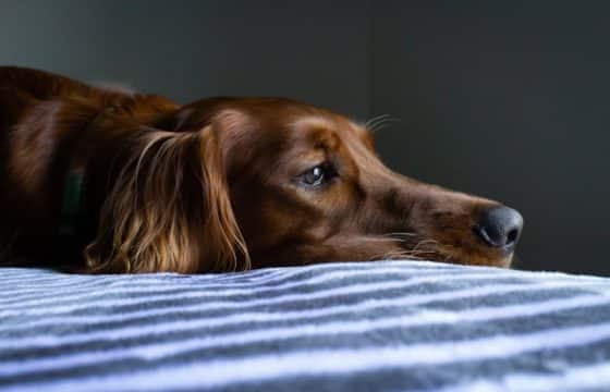 What to do When Your Dog has Diarrhoea: Causes and Remedies