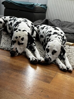 ChatGPT said: Two Dalmatians lying side by side on a rug, resting with their heads down.