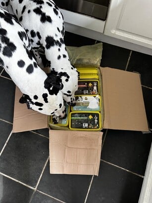Two Dalmatians inspecting an open cardboard box filled with packaged pet food.