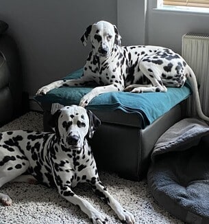 How Blu & Lola Found Their Edge in the Show Ring