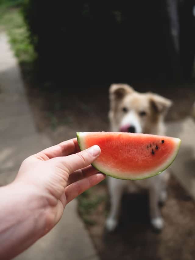 A hand holding a slice of watermelon in focus, with a dog in the background eagerly looking at it.