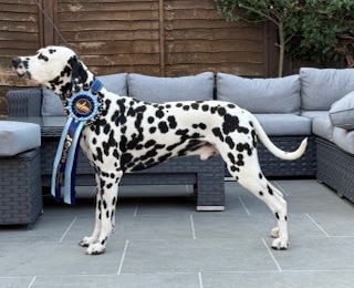 Dalmatian standing proudly outdoors, wearing a large blue award rosette with long ribbons.