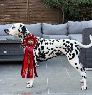 Dalmatian standing proudly outdoors, wearing a large red award rosette with long ribbons.