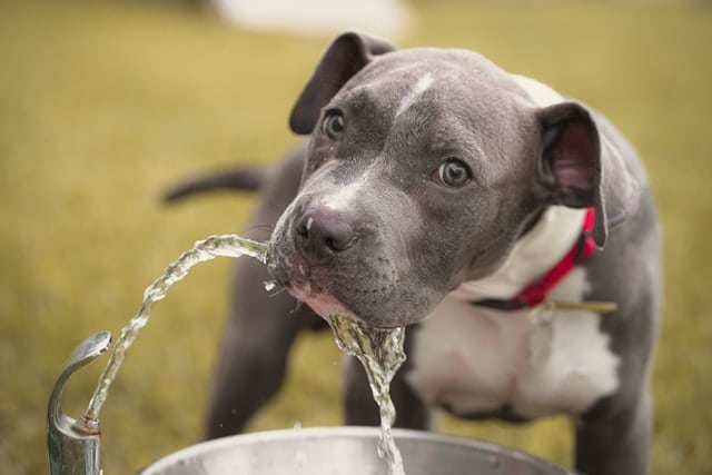 Gray and white dog drinking water from a fountain.