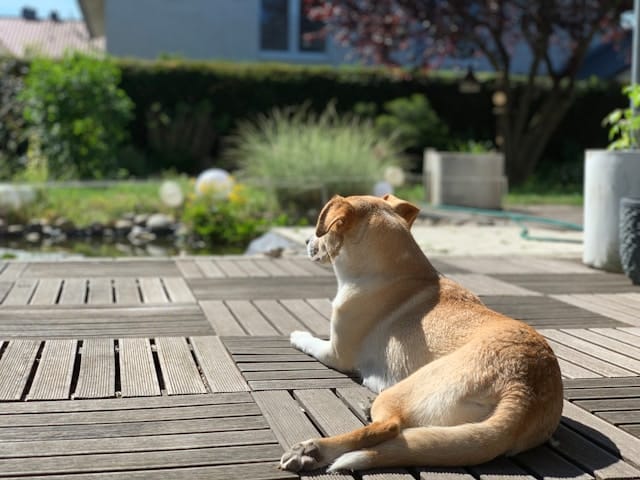 A tan and white dog lying on a wooden deck, relaxing in the sun and looking out toward a garden.
