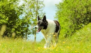 Does My Dog Need Less Food in the Summer?