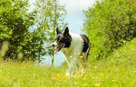 Does My Dog Need Less Food in the Summer?