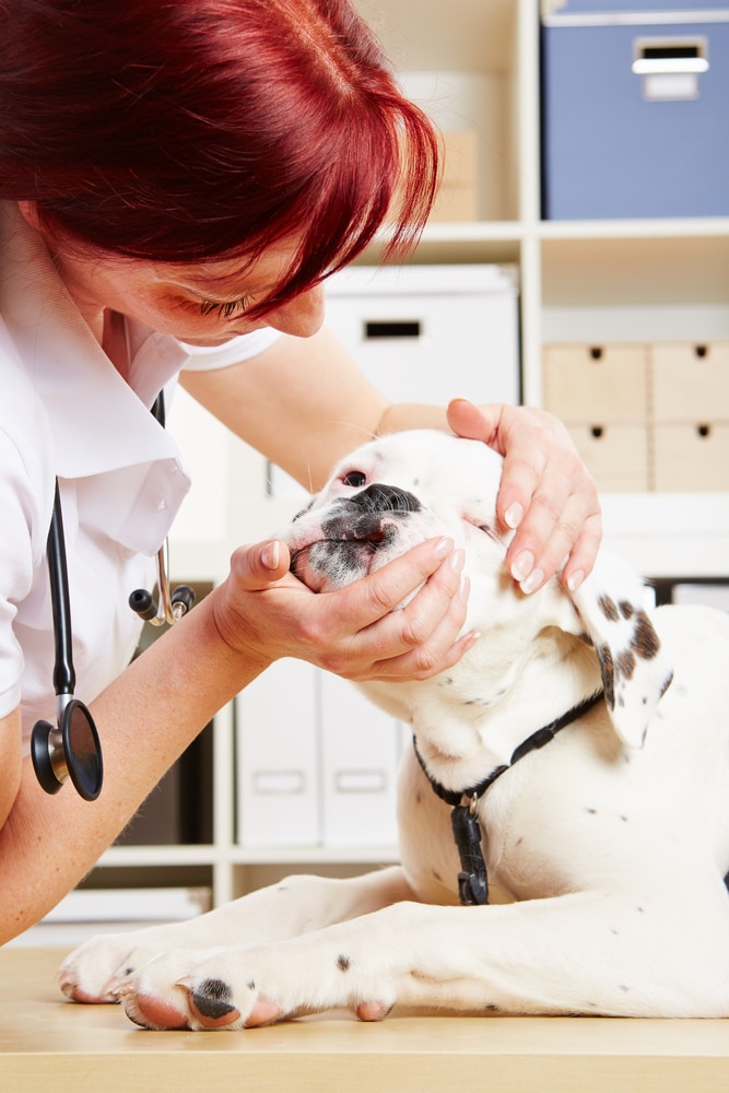 dog diarrhoea trp to vets