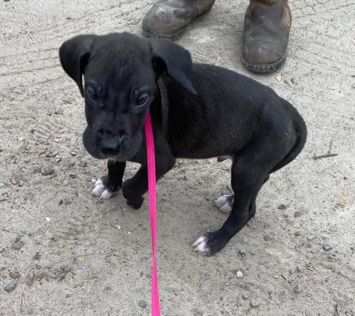 Small black Great Dane puppy standing on sandy ground with a pink leash, looking up at the camera.
