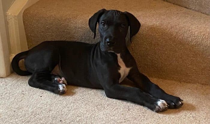 Black Great Dane puppy with a white chest patch lying on a carpeted floor at the base of a staircase, looking toward the camera.