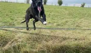 Ronnie’s Raw Dog Food Health Reset