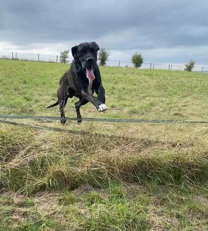 Ronnie’s Raw Dog Food Health Reset