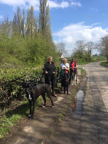 Three women walking several large dogs, including Great Danes, along a country lane bordered by hedges and trees on a sunny day.