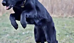 The Key to Success in Dog Sports: Expert Nutritional Advice for Sporting and Working Breeds