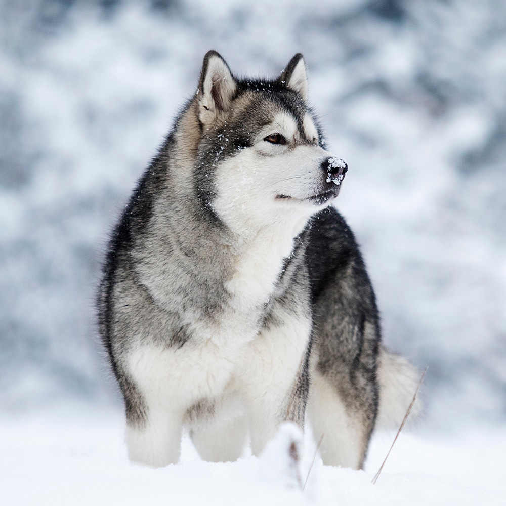 Alaskan Malamute Feeding Guide