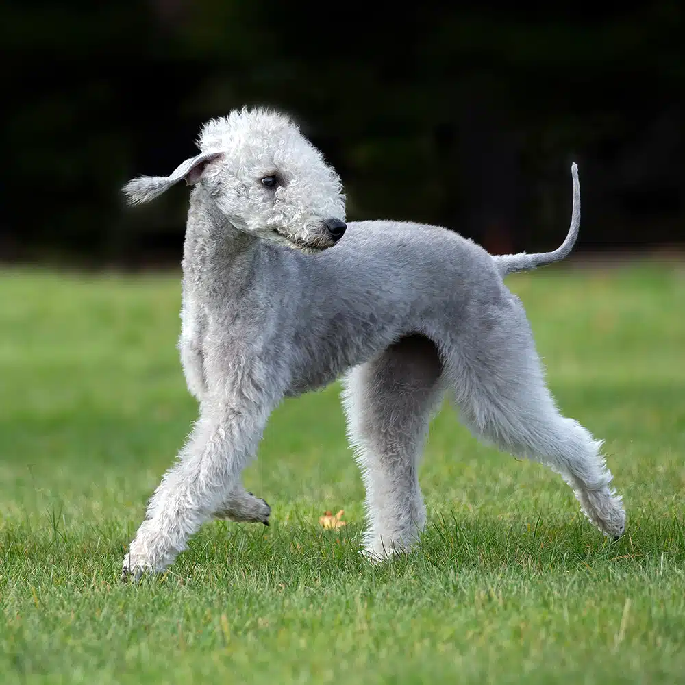 Bedlington Terrier Feeding Guide