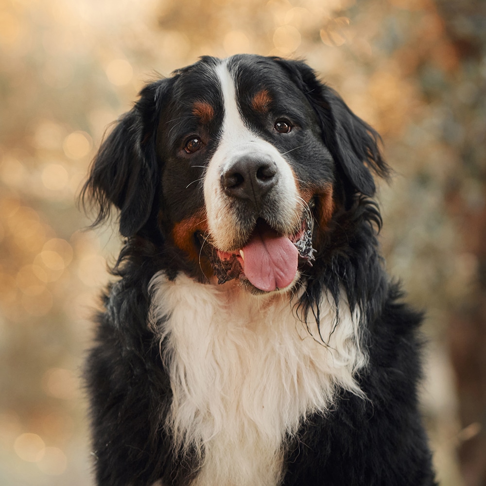 Bernese Mountain Feeding Guide
