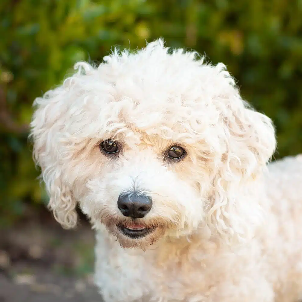 Bichon Frise Feeding Guide