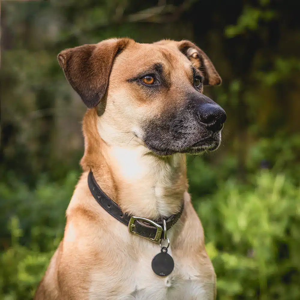 Black Mouth Cur Feeding Guide