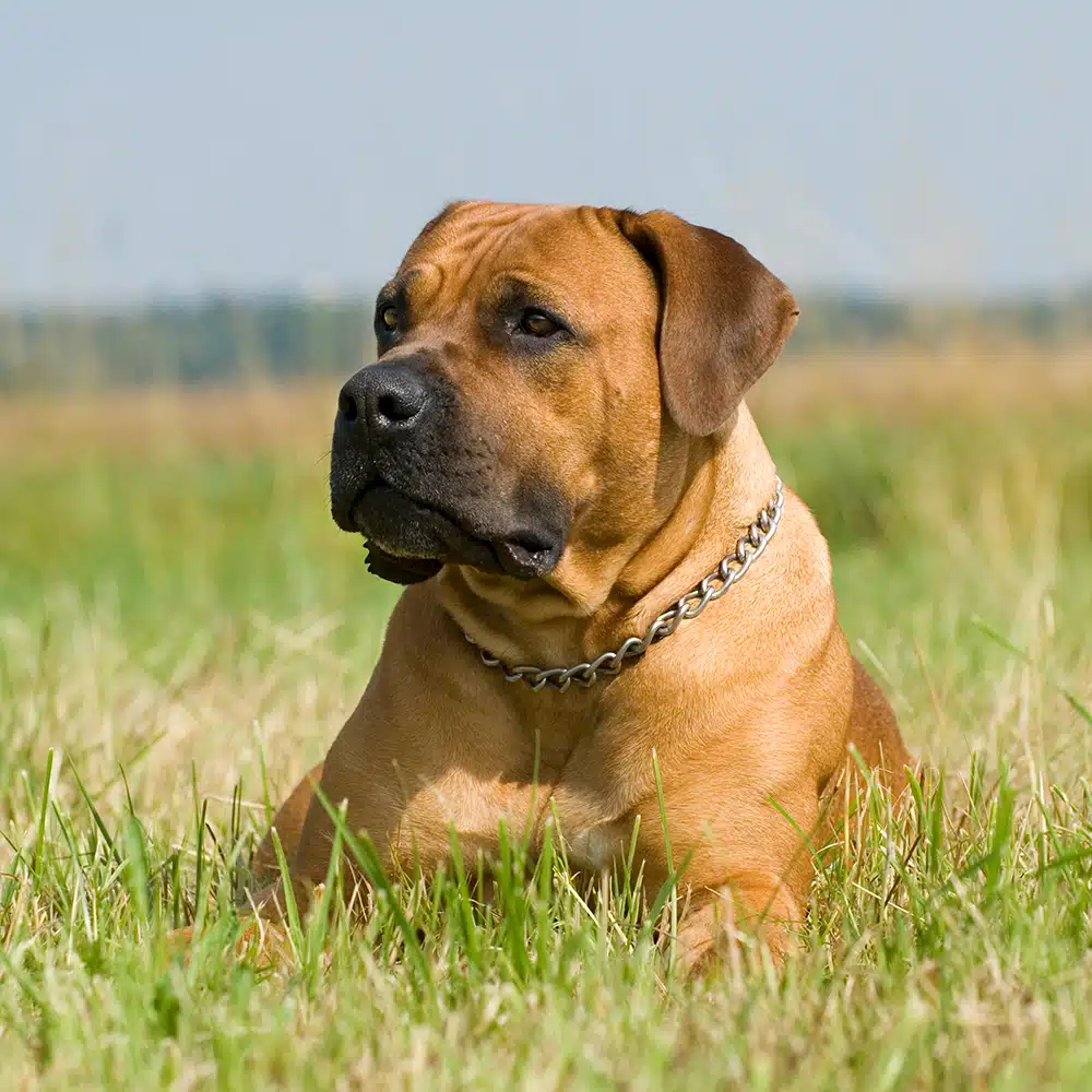 Boerboel Feeding Guide