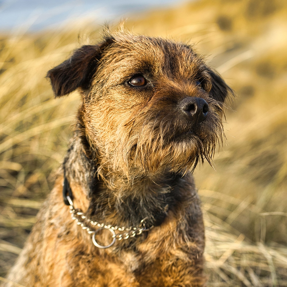 Border Terrier Feeding Guide
