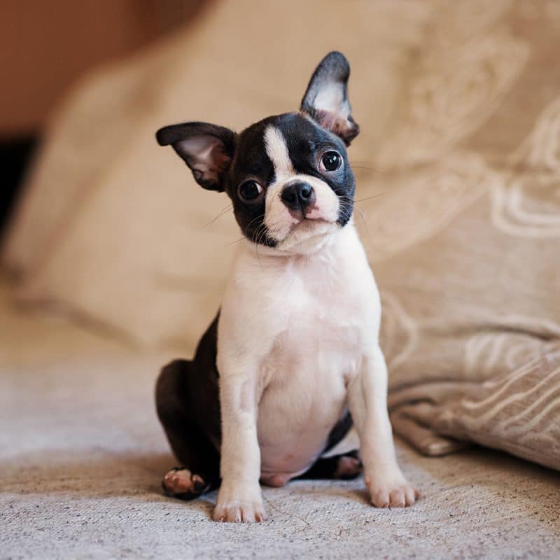 Bulldog In Park Playing And Walking, Pedigree Animals Stock Photo