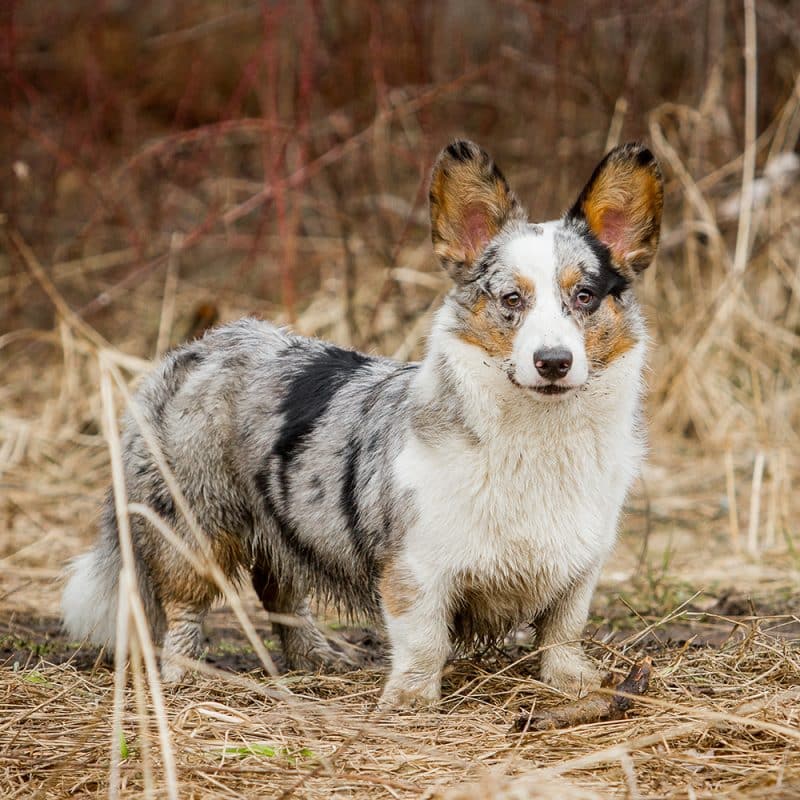 Cardigan Welsh Corgi Feeding Guide | Dog Feeding Guide | ProDog Raw