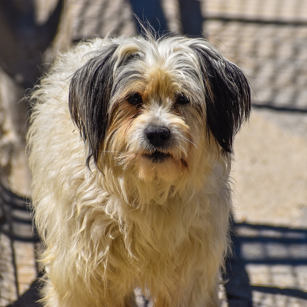 Cavachon Feeding Guide