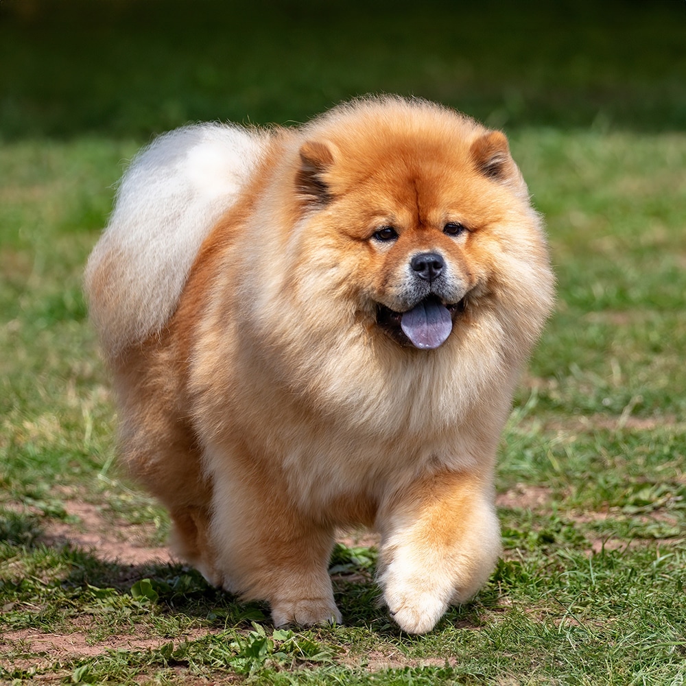 Chow Chow Feeding Guide