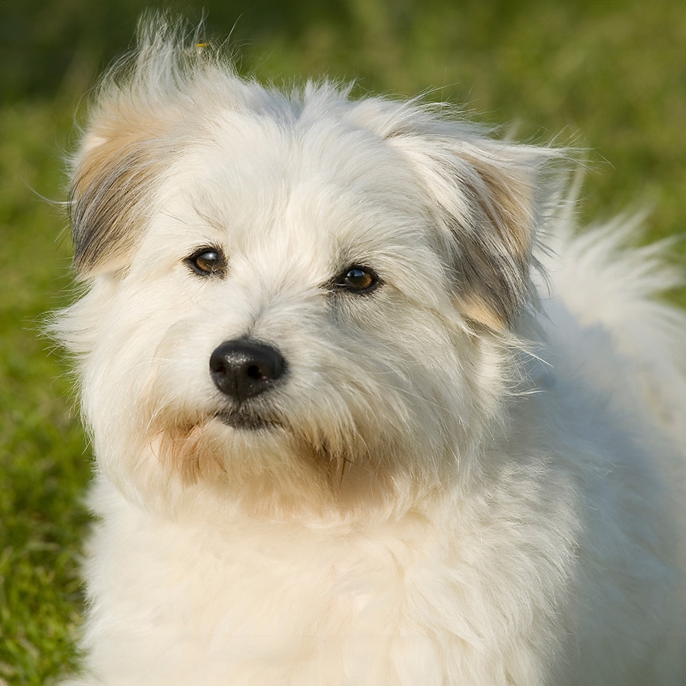Coton De Tulear Feeding Guide