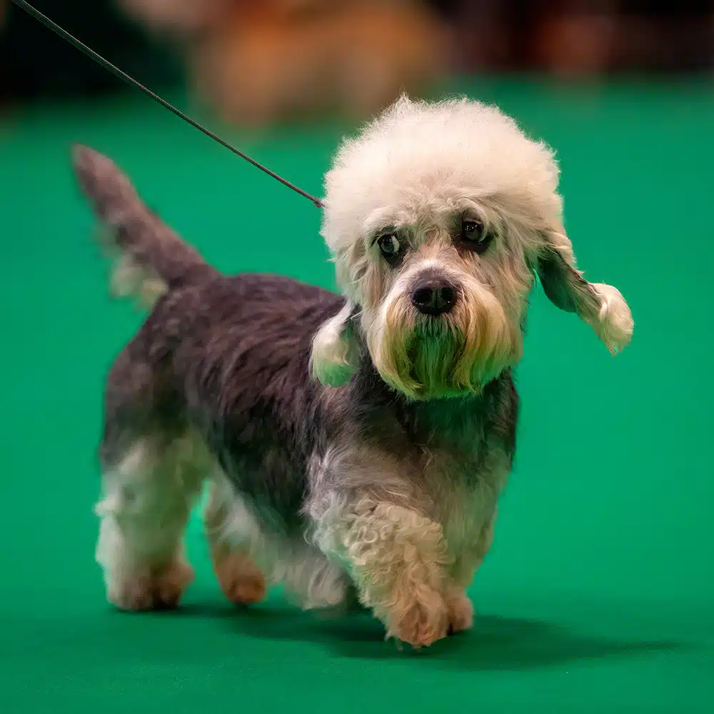 Dandie Dinmont Terrier Feeding Guide