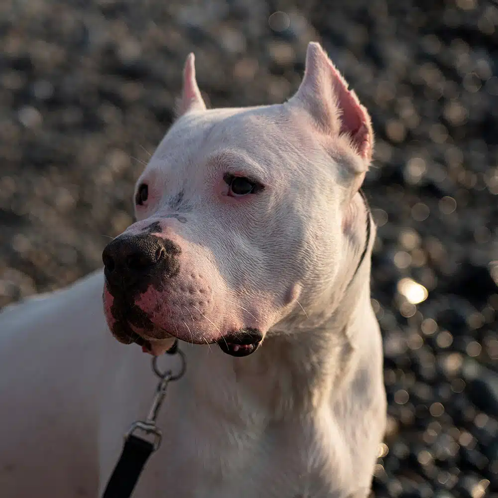 Dogo Argentino Feeding Guide