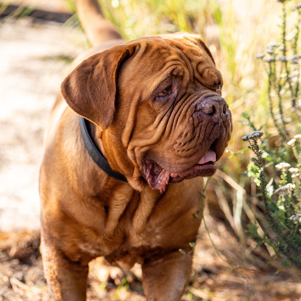Dogue De Bordeaux Feeding Guide