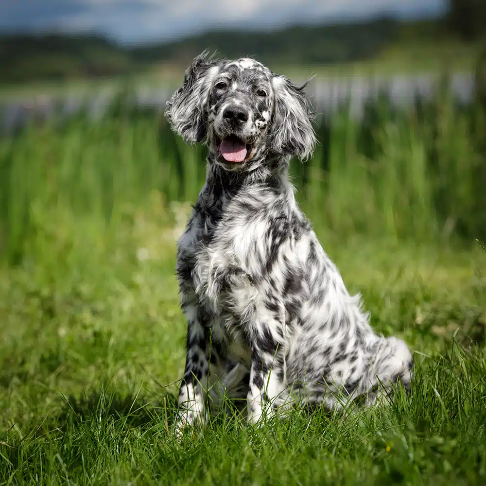 English Setter Feeding Guide