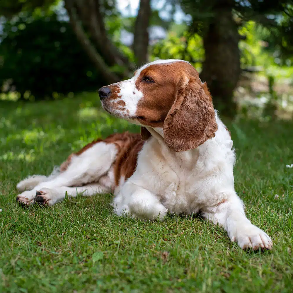 English Springer Spaniel Feeding Guide