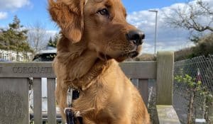 HOW RAW FEEDING HELPED ERIK BECOME THE PERFECT SUPPORT DOG