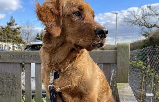 HOW RAW FEEDING HELPED ERIK BECOME THE PERFECT SUPPORT DOG